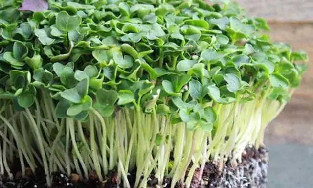 Why Are Microgreens So Expensive?