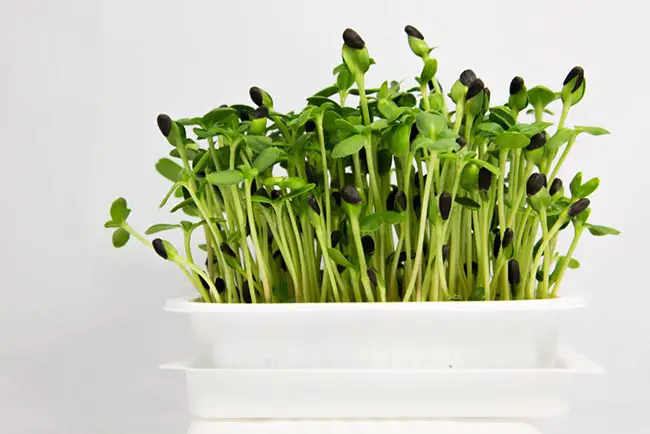 What Are The Fastest Growing Microgreens