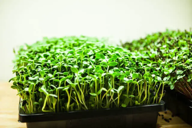 How To Grow Microgreens Indoors Without Soil