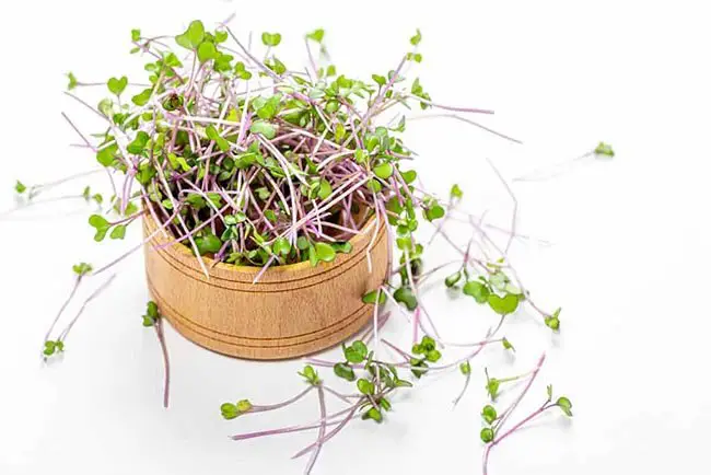 What Are Microgreens and What Are The Health Benefits?