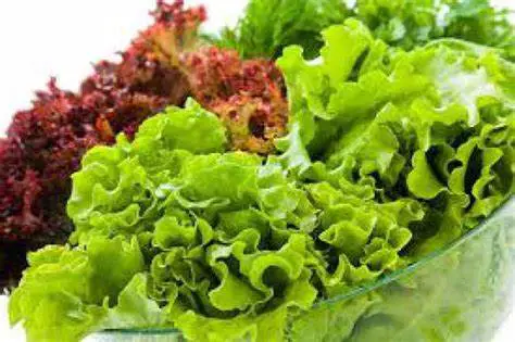 A Guide On Planting, Growing & Harvesting Lettuce