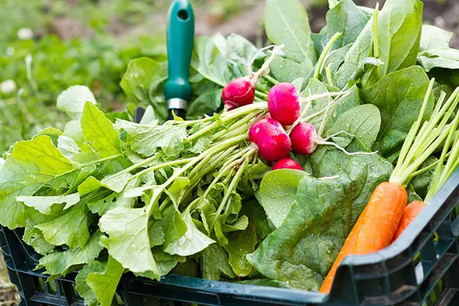 Vegetable Garden For Beginners – How To Plan & Start A Garden