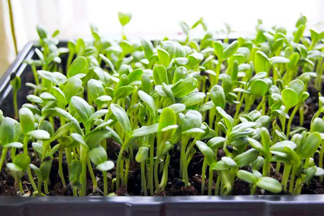 The Health Benefits of Microgreens & Baby Greens