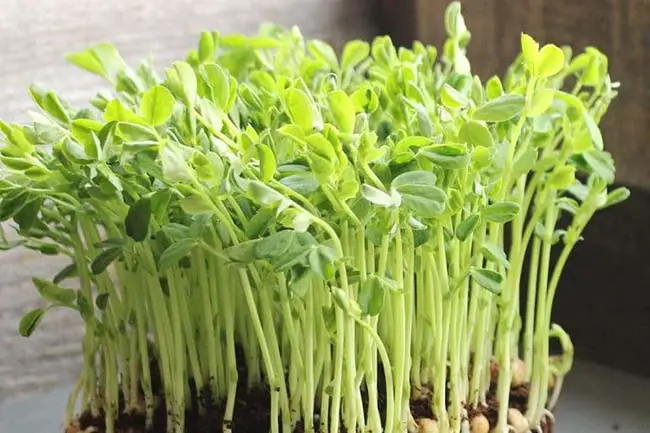 Diseases and Pests for Microgreen & Common Growing Problems