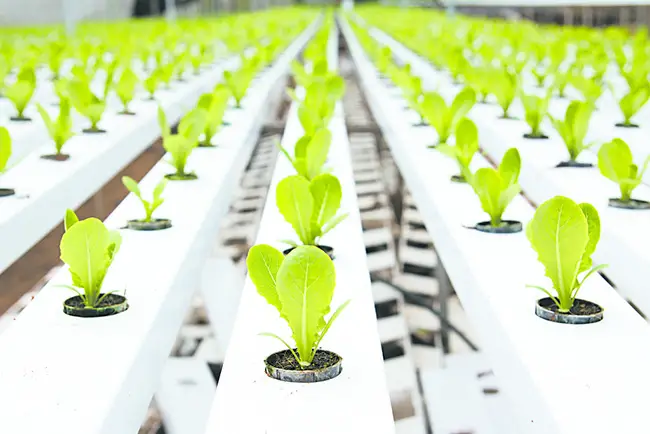How Often Should You Add Nutrients To Hydroponics