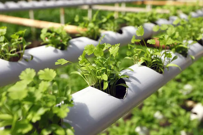 How To Do Hydroponics At Home