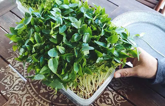 What’s Better For You Microgreens Or Mature Plants?