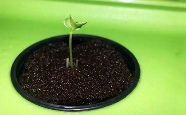 How To Germinate Seeds For Hydroponics