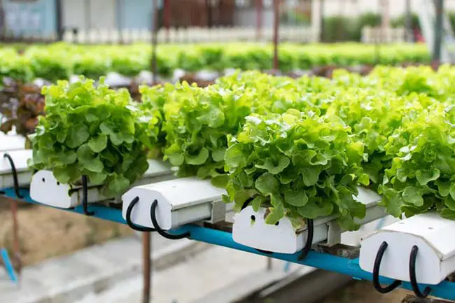 How To Grow Vegetables Indoors With Hydroponics