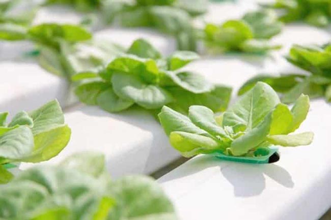 How To Mix Nutrients For Hydroponics