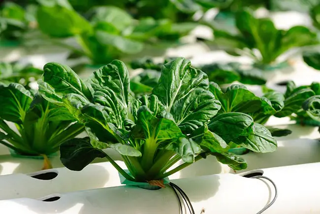 What Is Hydroponics Advantages And Disadvantages?