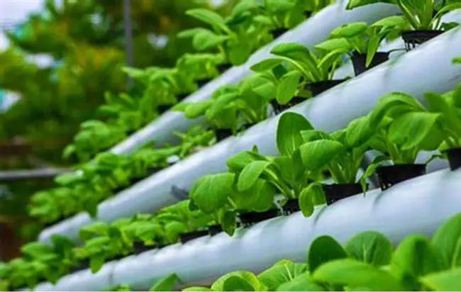 What Is Ebb And Flow Hydroponics?