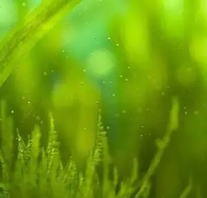 algae prevention for hydroponics