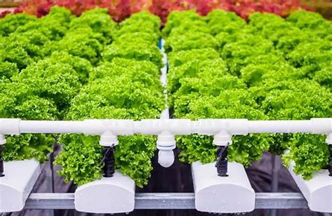 What Are The Benefits Of Hydroponics