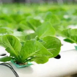 how does hydroponics work