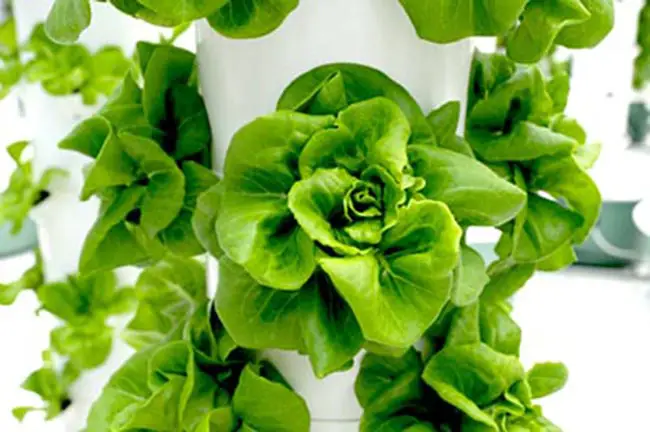 What Is The Difference Between Aeroponics And Hydroponics