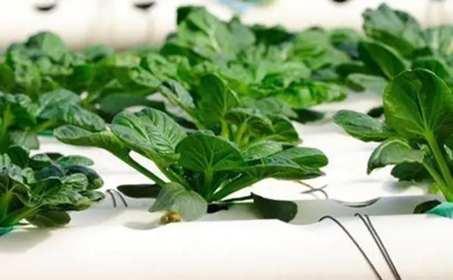 What Is The Difference Between Aquaponics And Hydroponics?